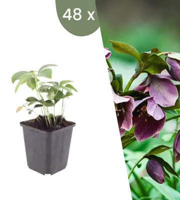Produktbild von Plants by Frank | 48 Lenzrose Pflanzen | Helleborus Orientalis | Stauden | Winterhart | Mehrjährig | Gartenpflanzen