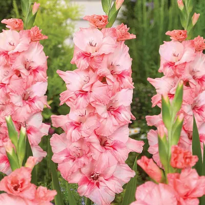 Produktbild von Gladiole Blumenzwiebeln Schwertblume Sommerblühende Siegwurze Adrenalin 5 St.