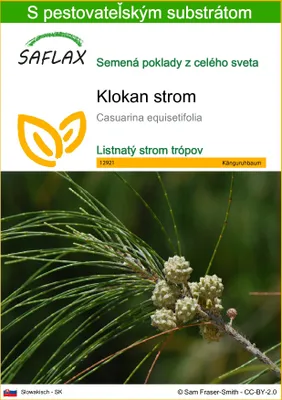 Obrázok produktu pre SAFLAX - klokan strom - Casuarina equisetifolia - 200 Semená - S pestovateľským substrátom bez klíčkov