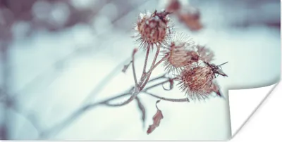 Produktbild von MuchoWow® Poster Pflanzen - Winter - Schnee - Natur 40x20 cm - Poster für die Wand - Poster Schlafzimmer