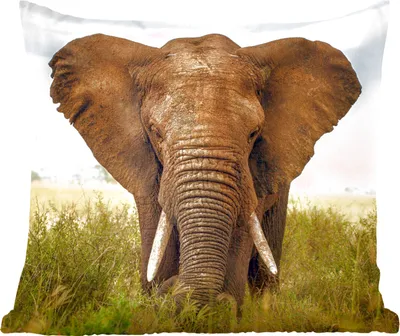 Produktbild von MuchoWow® Zierkissen Sofakissen Wohnzimmer Dekokissen 45x45 cm Elefant - Gras - Feld - Schlafpolster - Polster für das Sofa