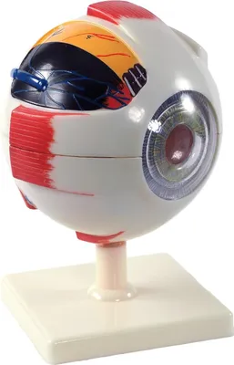 Produktbild von Auge Augen Anatomie Modell  6 teilig  6x vergrößert auf Stativ