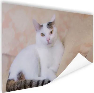 Produktbild von MuchoWow® Poster Katze - Weiß - Bank - Mädchen - Kinder - Jungen - Kinder 120x80 cm - Bilder
