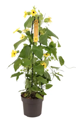 Produktbild von Schwarzäugige Susanne gelb 70 cm XXL Thunbergia alata