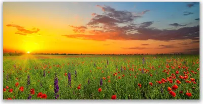 Produktbild von Tulup Leinwand-Bilder 120x60 Wandbild Canvas Kunstdruck Sonne Wiese Blumen Natur
