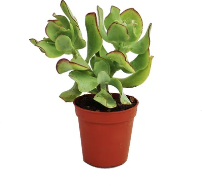 Obrázok produktu pre Crassula arborescens - malá rastlina v 5,5 cm hrnci