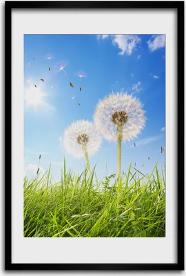Produktbild von Bild - Bilderrahmen - 40 cm x 60 cm - MDF - Rahmen - Wandkunst - Löwenzahn auf der Wiese