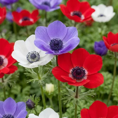 Image de Green boutiQ - Bloembollen - Anemone de Caen mix - Diversen Kleuren - 30 stuks - Bolmaat 5/6 - XXL Pack