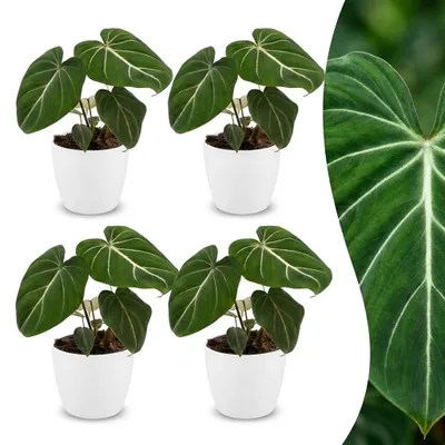Immagine prodotto di Philodendron Gloriosum - Philodendron Gloriosum - 4 piante - con vaso bianco - 25cm - Ø12cm