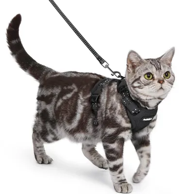 Produktbild von Katzengeschirr Katzenhalsband - 150 cm Leine - Größe S - Schwarz - Für Spaziergänge im Freien