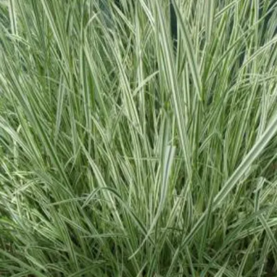 Produktbild von 6 x Gestreifter Bulben Glatthafer - Arrhenatherum bulbosum 'Variegatum' | Topf 9x9 cm