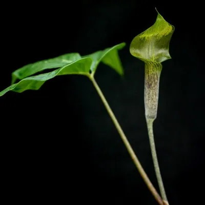 Produktbild von Tropische Kobralilie (Arisaema barbatum)  - 1 gekeimter Samen