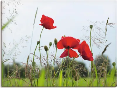 Produktbild von Andrea Potratz: Mohnblumen, Produkt:Leinwand, Größe:90x120 cm / Leinwand