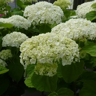 Produktbild von Hortensie  - Hydrangea 'Incrediball Strong'  | 40-50 cm in Container