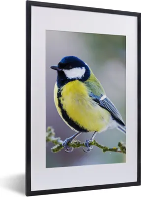 Produktbild von MuchoWow® Gerahmtes Poster Kohlmeise - Vogel - Zweig 40x60 cm - Poster mit Schwarzem Bilderrahmen Wandposter Rahmen Foto Bilder - Poster in Rahmen