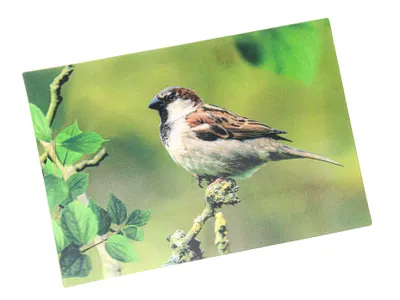 Produktbild von 3 D Ansichtskarte Spatz, Postkarte Wackelkarte Hologrammkarte Tiere Tier Sperling Vogel