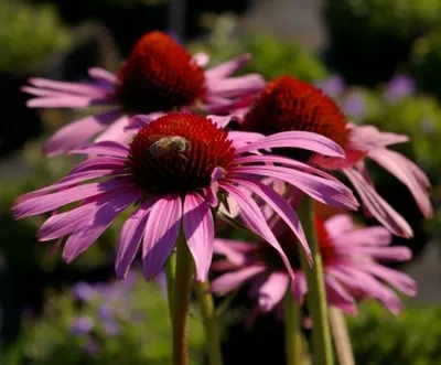 Produktbild von Echinacea purpurea Magnus - Roter Sonnenhut