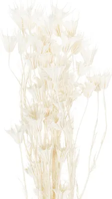 Produktbild von Elegantes Nigella Trockenblumen-Bouquet für moderne Dekoration