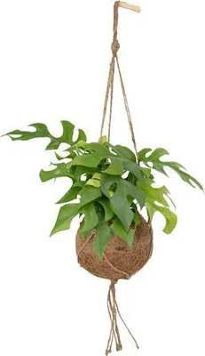Produktbild von Lochpflanze Monstera Minima Kokodama Zimmerpflanze Ø15cm 25cm hoch Halbschatten
