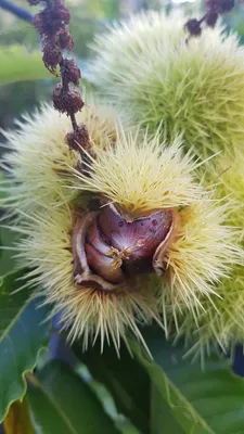 Image de Castanea sativa / Châtaignier commun