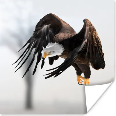 Produktbild von MuchoWow® Poster Weißkopfseeadler - Adler - Raubvogel - Flügel - Fliegen 50x50 cm - Wohnzimmerdekoration