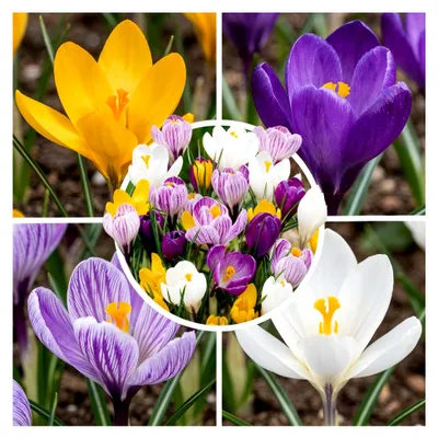 Produktbild von Krokusse Zwiebeln Große Kollektion (100 Blumenzwiebeln/5 Sorten), winterhart mehrjährig Mischung aus Holland für ein blühendes Paradies im Garten