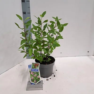 Immagine prodotto di Ceanothus pallidus 'Marie Simon' - Floribunda | 30-40 cm in vaso
