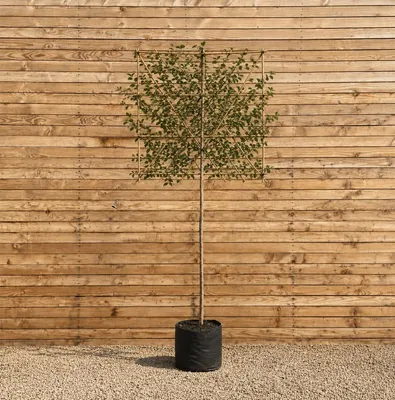 Produktbild von Kupfer-Felsenbirne Spalier 120 cm, Stammhöhe 150 cm, Stammumfang 8-10 cm - Amelanchier lamarckii Spalier