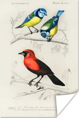 Produktbild von MuchoWow® Poster Vogel - Vintage - Zweig 40x60 cm - Plakate für die Wand - Poster Babyzimmer