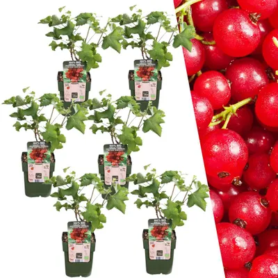 Produktbild von Plants by Frank | 6 Stachelbeerpflanzen 100% Biologisch | Ribes Rubrum | Stachelbeerstrauch | Obstgarten | Gemüsegarten | Gartenpflanzen