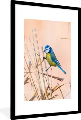 Produktbild von MuchoWow® Gerahmtes Poster Vogel - Blaumeise - Schilf 60x90 cm - Poster mit Schwarzem Bilderrahmen Wandposter Rahmen Foto Bilder - Dekoration - Wandposter Wohnzimmer - Hochwertig