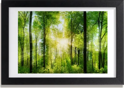 Produktbild von Bild 30x20 MDF-Rahmen, Wandkunst Wald in der Sonne