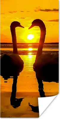 Produktbild von MuchoWow® Poster Schwäne - Sonnenuntergang - Vogel - Orange - Wasser 80x160 cm - Kinderzimmer