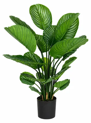 Produktbild von aplanta Künstliche Calathea – Norelia | 80 cm, für drinnen, Kunstpflanze, wie echt, Allergiker geeignet, pflanzliche Dekoration Praxis, Office & Wohnzimmer