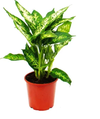 Immagine prodotto di Dieffenbachia "compacta" - vaso 17cm