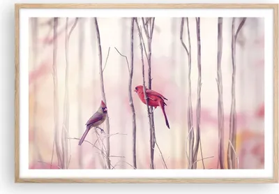 Produktbild von Gerahmtes Poster - Rahmen in heller Eiche - Vögel Kardinal Scharlachrot - 91,5x61 cm - Wand Bild - Wanddeko - Wandbilder - Wandposter - Bilderrahmen - Bilder - Kunstdruck - Wandbild - P2NAA91x61-4256
