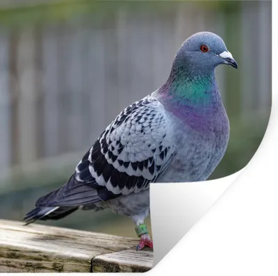 Produktbild von MuchoWow® Wandtattoo Wandsticker Wandaufkleber Taube - Vogel - Lila - Federn 30x30 cm Selbstklebend und Repositionierbar - Repositionierbar - Wasser abweisend