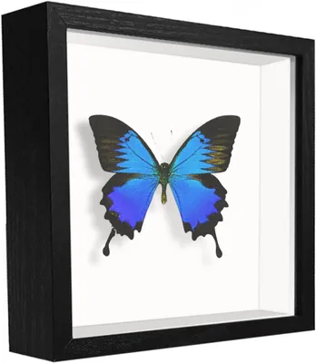 Produktbild von 3D Schattenrahmen 13x13 cm, Tiefer Holz Bilderrahmen, Für Blumen und Medaillen, Stehend oder Wandmontage