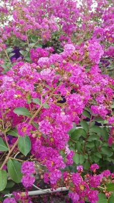 Image de Lagerstroemia indica VIOLET D'ÉTÉ® 'Indyvio' / Lilas des Indes VIOLET D'ÉTÉ® 'Indyvio'
