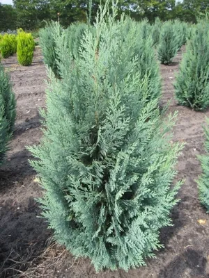 Produktbild von Chamaecyparis lawsoniana 'Columnaris' - Blaue Säulenzypresse 'Columnaris' 40-60
