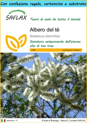 Immagine prodotto di SAFLAX Set regalo - Albero del tè - 400 semi - Melaleuca