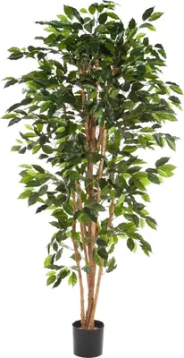 Produktbild von aplanta Künstlicher Ficusbaum – Sylvior | 180 cm, UV-beständig, Echtholzstamm, für drinnen, Kunstbaum, wie echt, Allergiker geeignet, pflanzliche Dekoration Praxis, Office & Wohnzimmer