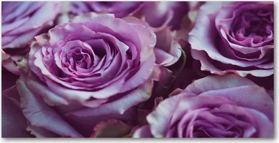Produktbild von Tulup® Glas-Bild - 100x50 -Wandkunst - Wandbild hinter gehärtetem Sicherheitsglas  - Blumen & Pflanzen - Violette Rosen - Lila