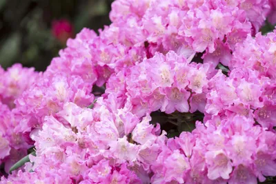 Produktbild von Rhododendron yakushimanum 'Kalinka', rosa Blüten, 40–50 cm