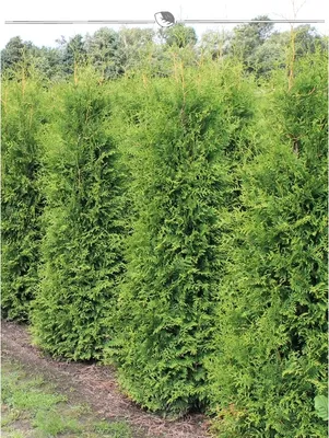 Produktbild von Lebensbaum Thuja Brabant 180-200 cm, 10x Heckenpflanze