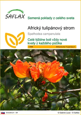 Produktbild von SAFLAX - Africký tulipánový strom - Spathodea campanulata - 30 Semená