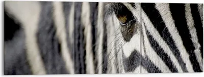 Produktbild von Bild auf Leinwand - Leinwandbild - Zebra Streifen Tierwelt Safari - 150x50cm - Wand Bild - Wanddeko - Leinwanddruck - Bilder - Kunstdruck - Wanddekoration - Leinwand bilder - Wandkunst - CA150x50-2195