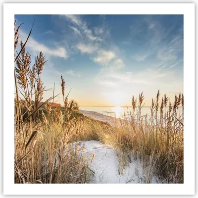 Produktbild von Poster - Poster ohne Rahmen - Ähren Küste Sonne - 60x60 cm - Wand Bild - Wanddeko - Wandbilder - Kunstposter - Wandposter - Bilder - Kunstdruck - Wanddekoration - Wandbild - P2XAC60x60-4653
