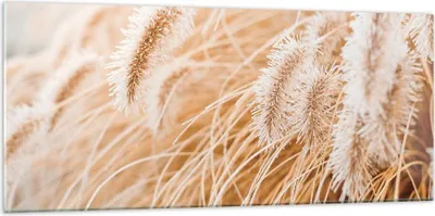 Produktbild von Bilder auf glas - Einteilig - Gras Boho Licht - 120x50cm - Glasbilder - Wandbilder - Bilder - zum Aufhängen bereit - Wanddekoration aus Glas - Glas Bilder - Wandbild auf Glas - GAB120x50-4903