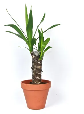 Obrázok produktu pre Gardners Yucca, priemer 11-12 cm